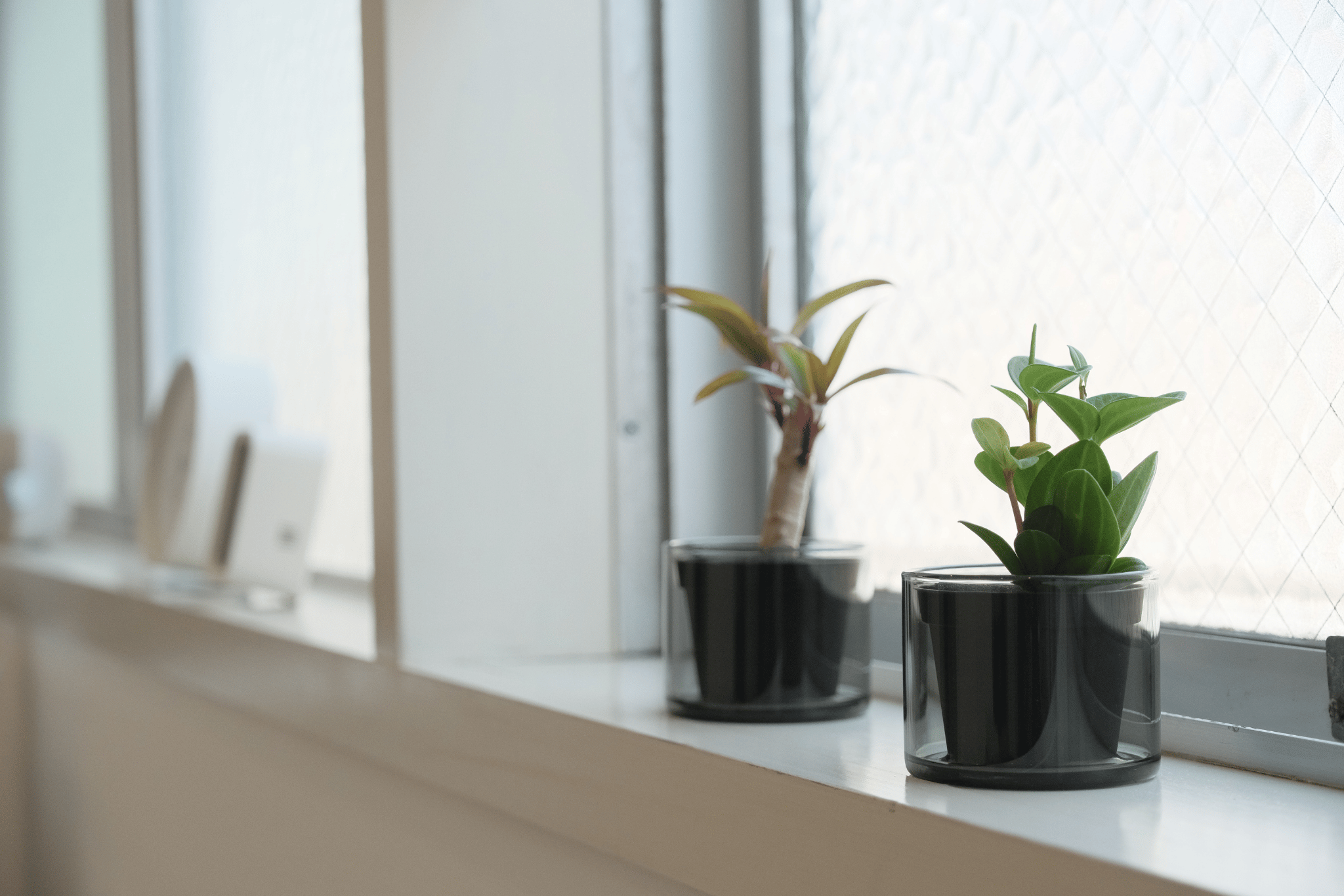 Small potted plants with green and yellow leaves sit on a bright windowsill